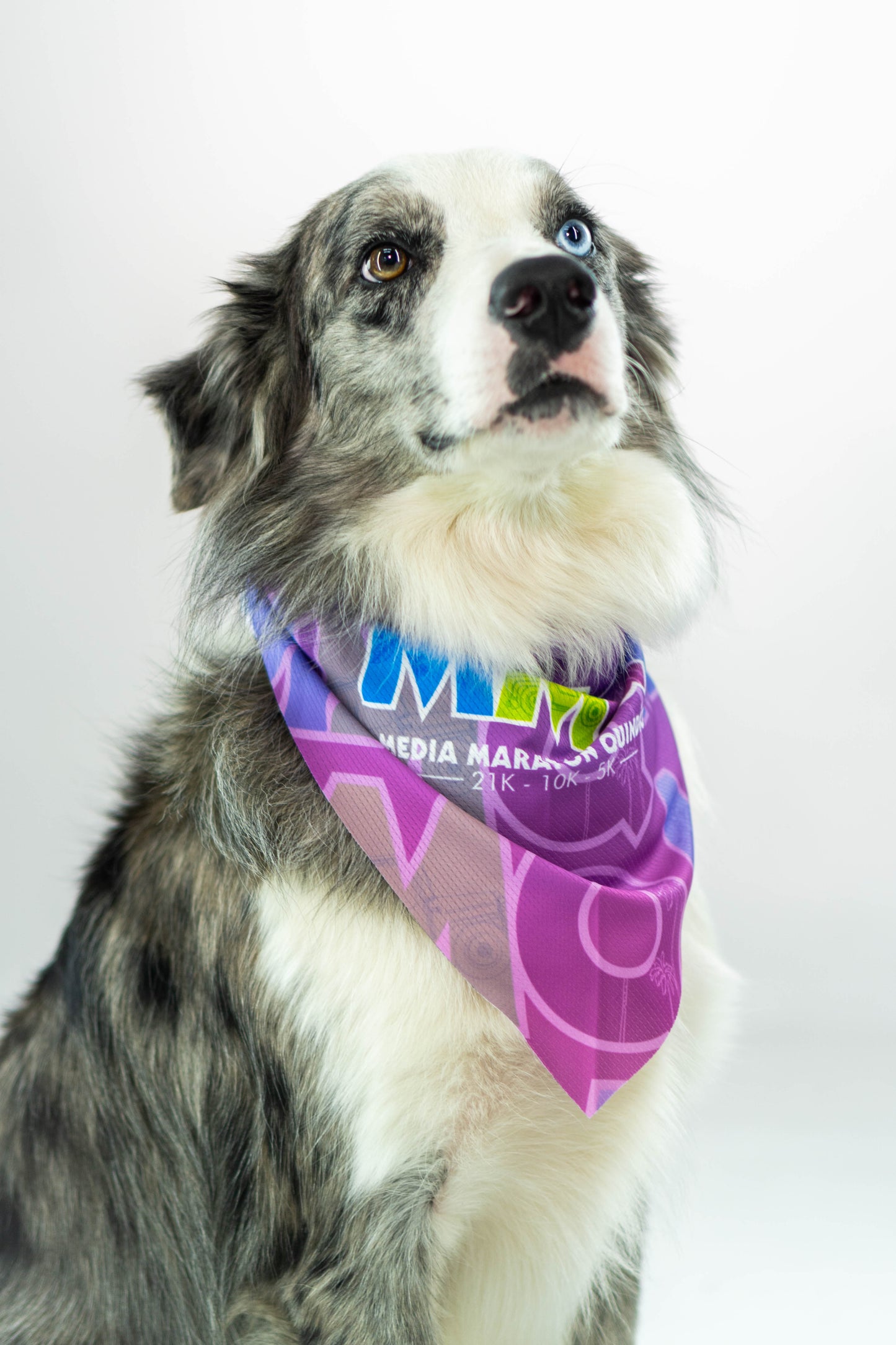 PAÑOLETA PERRO MORADA
