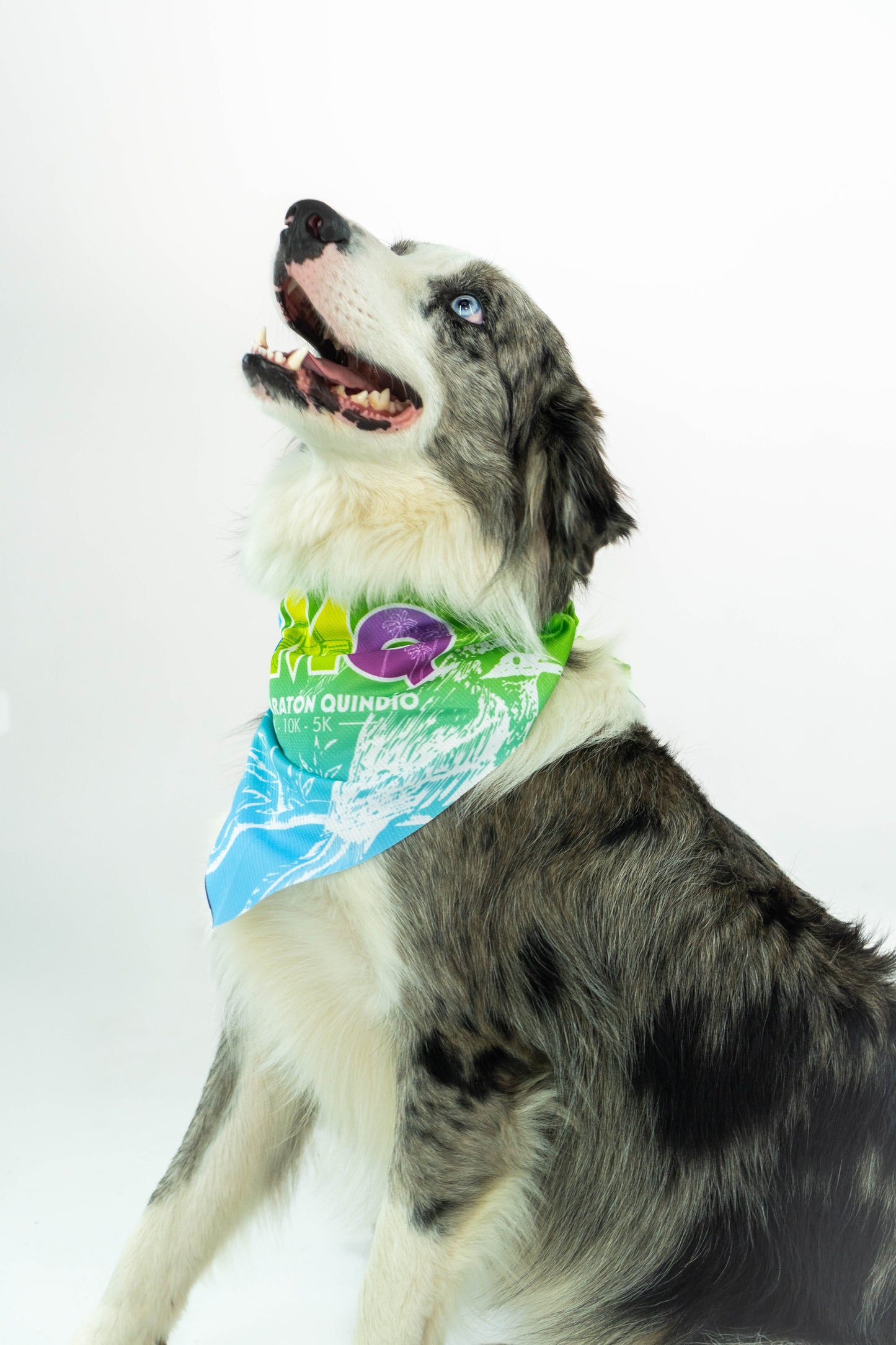 PAÑOLETA PERRO VERDE