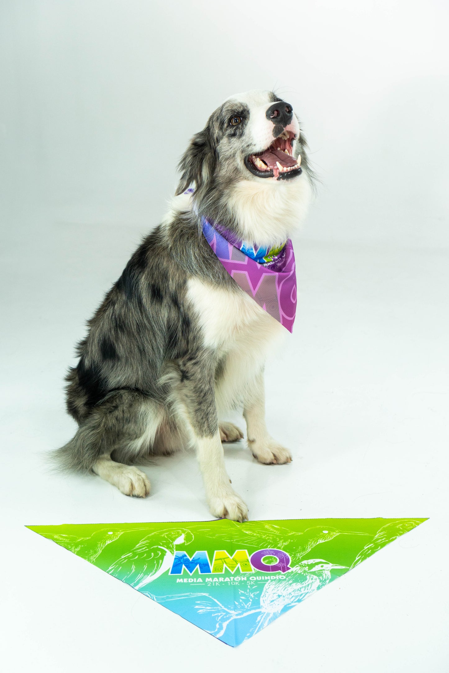PAÑOLETA PERRO MORADA